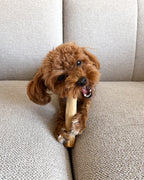 Coffee Wood Chew