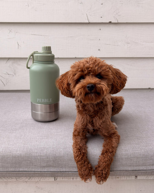 Go Bottle · Sage Moss