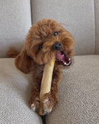 Coffee Wood Chew
